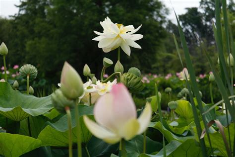 See DC’s other famous blossoms at the Kenilworth Aquatic Gardens this week